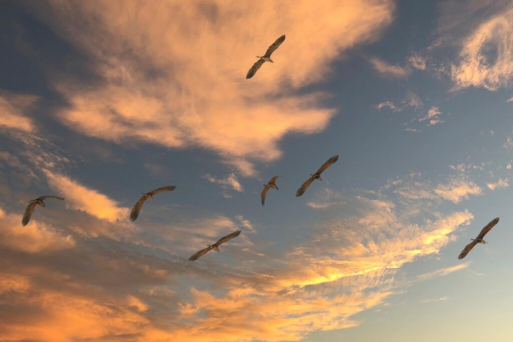 夕暮れの空を群れで飛ぶ渡り鳥