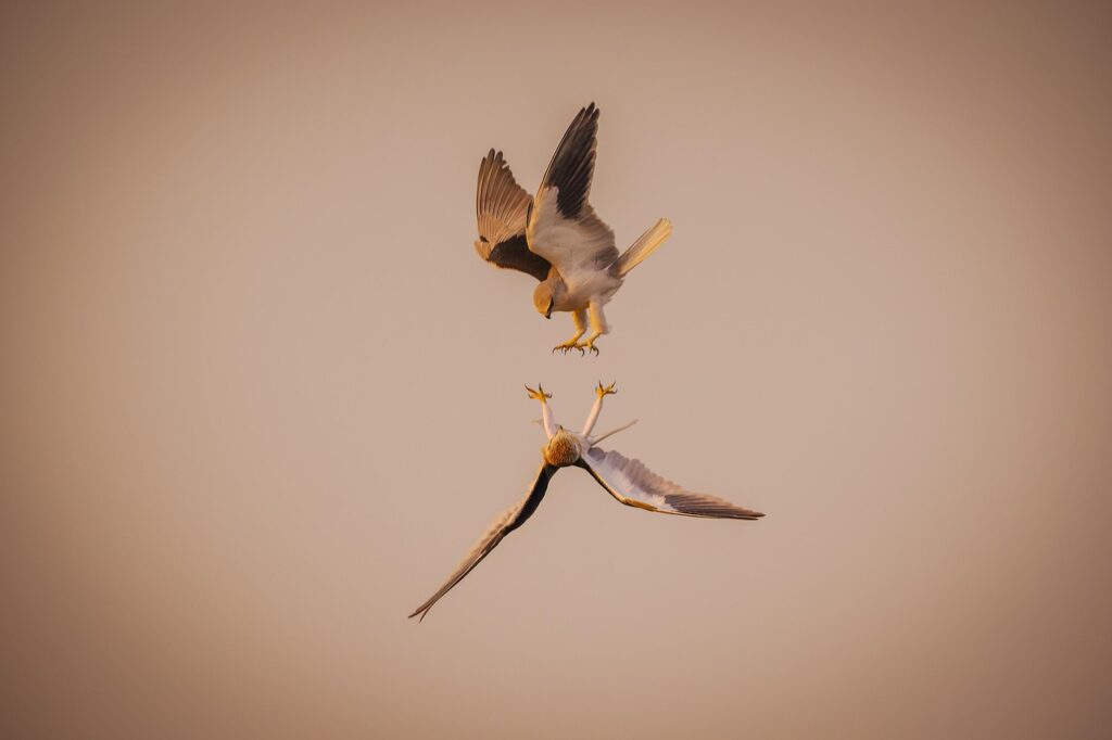 青空を飛ぶ鳥