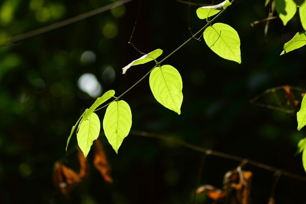 日光の中で輝く植物の葉