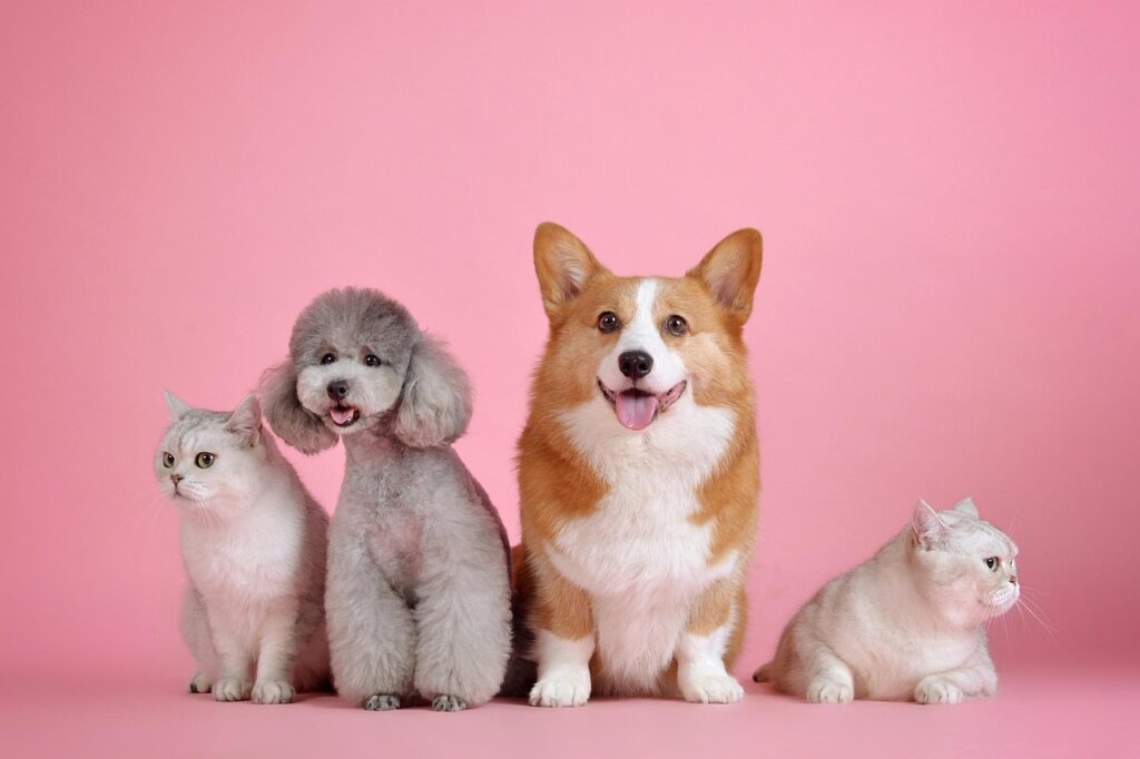 猫と犬が並んでいる様子