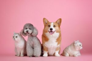 猫と犬が並んでいる様子